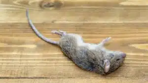 Common sign of pests in office - mouse on floor